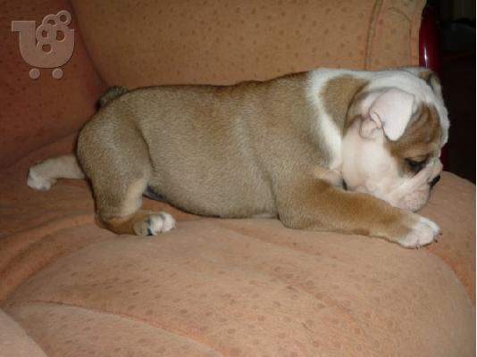 english bulldog